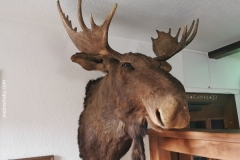 Elch_Whisky_11